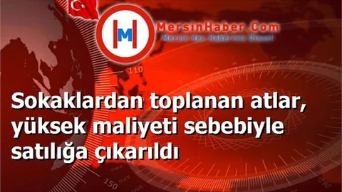 Sokaklardan toplanan atlar, yüksek maliyeti sebebiyle satılığa çıkarıldı