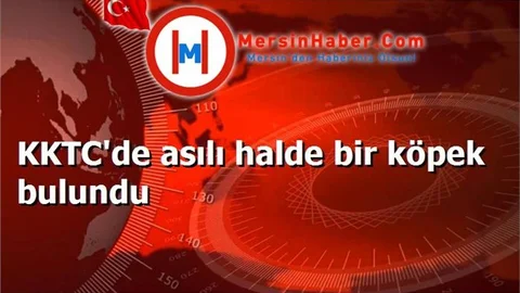 KKTC'de asılı halde bir köpek bulundu