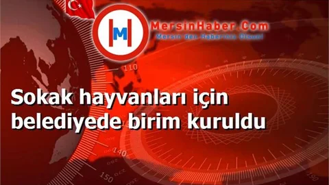 Sokak hayvanları için belediyede birim kuruldu