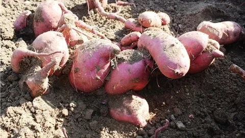 Ekobahçe’de ilk tatlı patates hasadı yapıldı