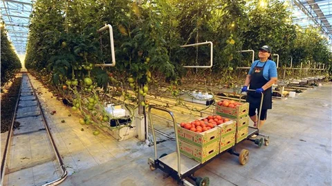 Rusya'dan düşen uçağa karşılık gıda ambargosu planı