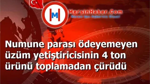 Üzümler Toplanamadan Çürüdü!!!