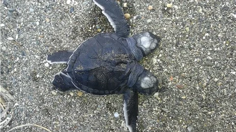 İki başlı deniz kaplumbağası yavrusu bulundu