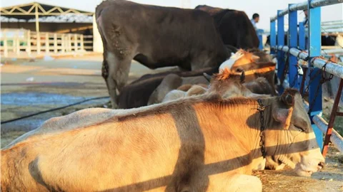Kırşehir'de 'şap' hastalığı Canlı hayvan pazarı kapatıldı
