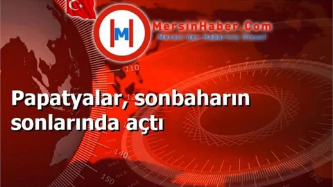 Papatyalar, sonbaharın sonlarında açtı