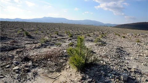 Maden dağları ağaçlandırılıyor