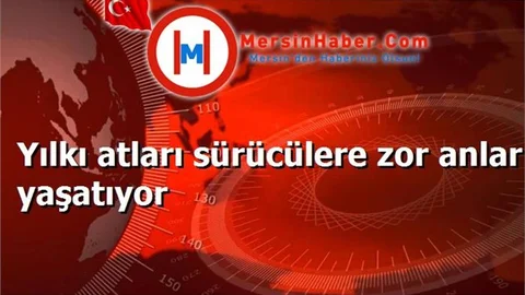 Yılkı atları sürücülere zor anlar yaşatıyor