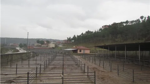 Boyabat'ta şap karantinası hayvan pazarını boş bıraktı