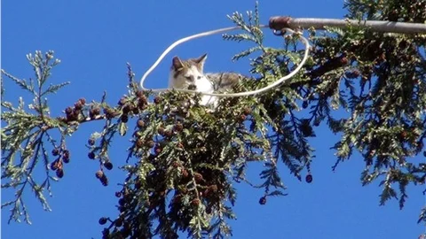Kediyi kurtarma operasyonunda heyecanlı anlar
