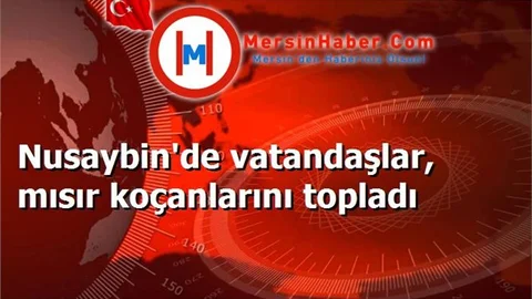 Nusaybin'de vatandaşlar, mısır koçanlarını topladı