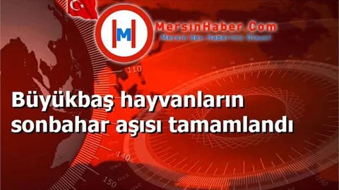 Büyükbaş hayvanların sonbahar aşısı tamamlandı