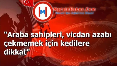 "Araba sahipleri, vicdan azabı çekmemek için kedilere dikkat"