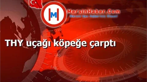 THY uçağı köpeğe çarptı