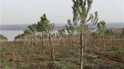 İSKİ, baraj havzalarına 55 bin fidan dikti