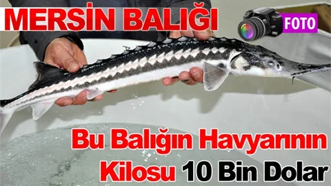 Dünyanın En Pahalı Yiyeceğine Olan Mersin Balığının Sırrı 