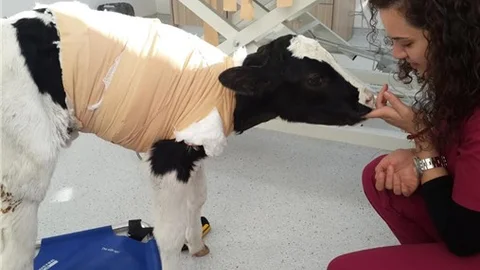 KKTC'de 6 ayaklı buzağı ameliyat sonrasında süt emmeye başladı