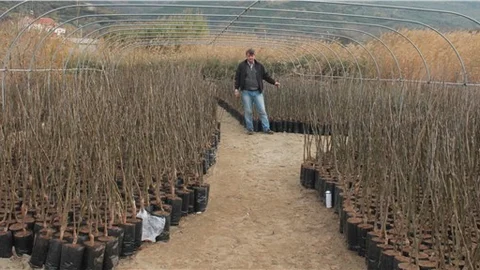 Balkan ülkelerine ceviz fidanı ihracatı