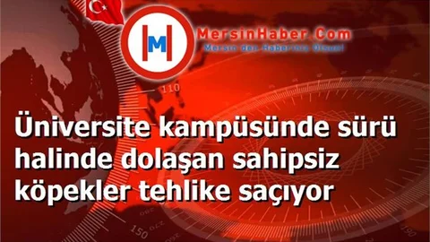 Üniversite kampüsünde Başı Boş Köpekler Tehlike Saçıyor