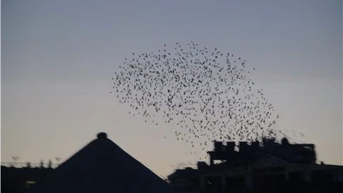 Taksim’de sığırcık kuşlarının dansı büyüledi