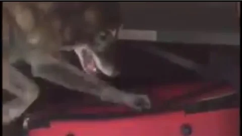 Narkotik köpeği Tora uyuşturucuya geçit vermiyor