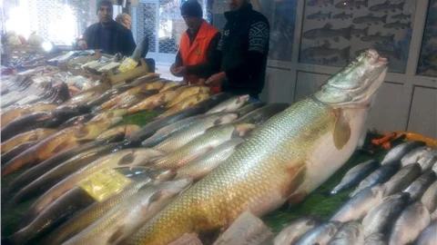 Karakaya Barajı'nda dev turna balığı yakalandı