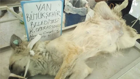 Van Büyükşehir Belediyesi'nden köpek operasyonu