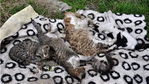 Bursa'da 20 kediyi ilaçla zehirlediler