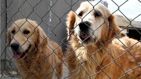 Çankaya'da Kasım’da 105 sokak hayvanı, sıcak yuvaya kavuştu