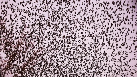 Sığırcık kuşlarının büyüleyici dansı