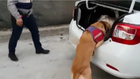 Tarsus’ta esrar operasyonu