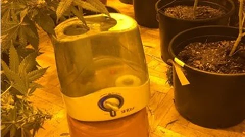 Evi uyuşturucu serasına çevirmiş