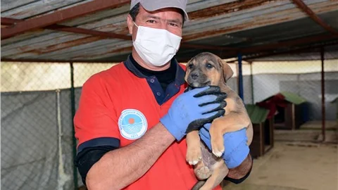 Hayvan bakım evinde 11 ayda 3 bin 400 köpeğin bakımı yapıldı