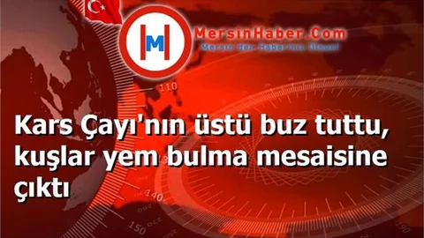 Kars Çayı'nın üstü buz tuttu, kuşlar yem bulma mesaisine çıktı