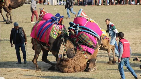 Köşk'te deve güreşi heyecanı
