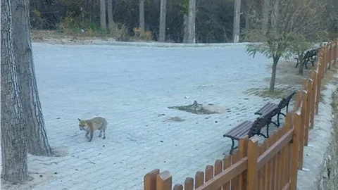 Tilkiler şehre indi