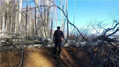 CHP'li Sarıbal Rüzgar enerji santrali için ağaç katliamı yapılıyor