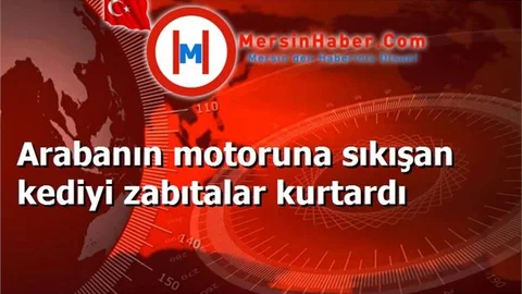 Arabanın motoruna sıkışan kediyi zabıtalar kurtardı