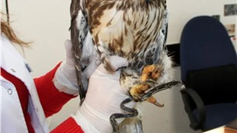 Yaralı şahinin gözleri şimdi daha iyi görüyor