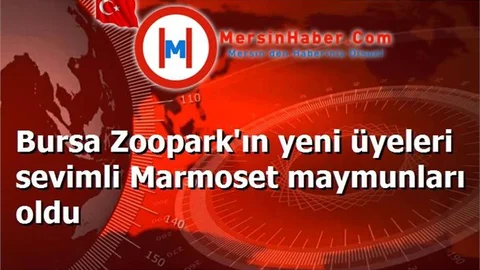 Bursa Zoopark'ın yeni üyeleri sevimli Marmoset maymunları oldu
