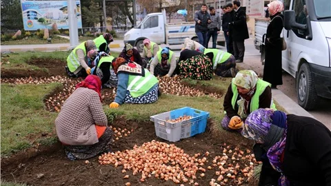 Çankırı Belediyesi, 66 bin adet lale soğanı dikti
