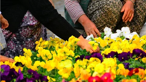 Muğla'nın süs bitkileri hanımlara emanet