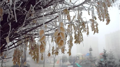 Kayseri’de aşırı soğuklardan ağaçlar beyaza büründü