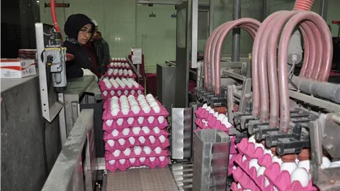 Yeni dönem tüketiciye yarayacak yumurtanın daha taze tüketilmesi sağlayacak
