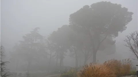 Balıkesir'de yoğun sis görüş mesafesini 20 metreye düşürdü