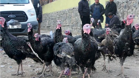 Organik hindiler görücüye çıktı