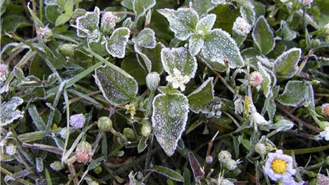 Çiftçiler Dikkat! Akdeniz’e Zirai Don Uyarısı