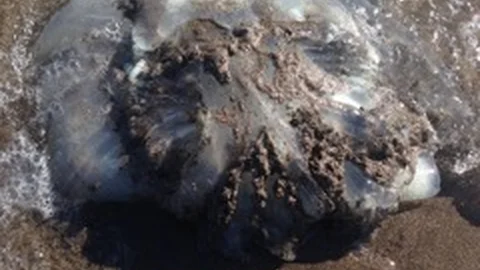 Mersin Körfezi’nde Zehirli Denizanası