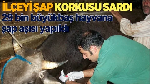 Tarsus 29 bin büyükbaş hayvana şap aşısı yapıldı