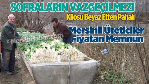 Yeşil soğan fiyatları Mersinli üreticiyi sevindirdi