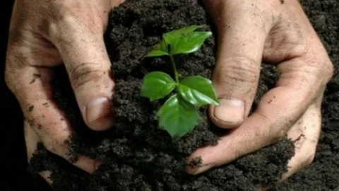 Silifke'de Çikolata Ağacı Fidanı Dikildi